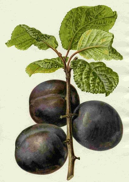 Fountain of Flowers 2 -  Set 07. 60 Pages to DOWNLOAD